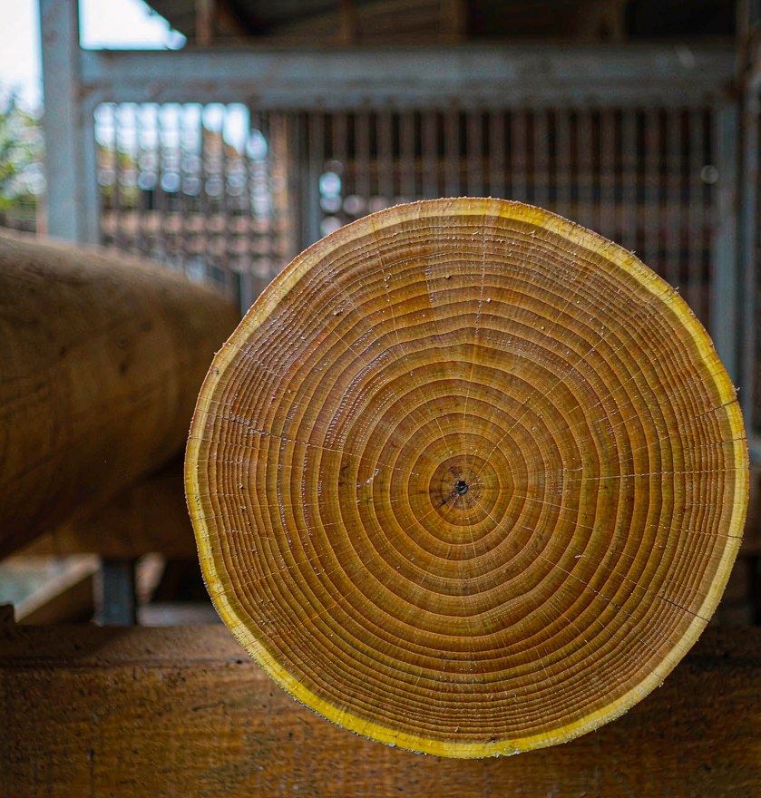Cross-section of a teak log showing concentric growth rings
